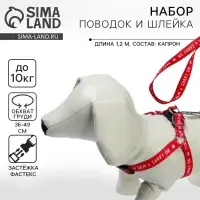 Поводок Keep calm & carry on 120&times;1.5 см, шлейка 36-49 см