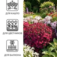 Семена цветов Лобелия &laquo;Император Вильям&raquo;, 0.05 г, однолетник, &laquo;Аэлита&raquo;