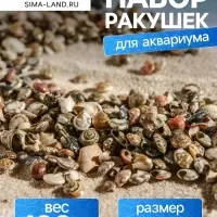 Набор ракушек Умбониум Вестериум, 100 г