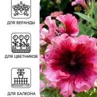 Семена цветов Петуния превосходнейшая &laquo;Розовая&raquo; 10 шт.