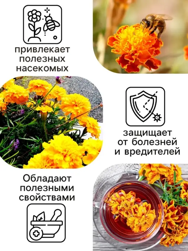 Семена цветов Бархатцы прямостоячие  Семена цветов Бархатцы прямостоячие "Лимонное чудо", 0,3 г