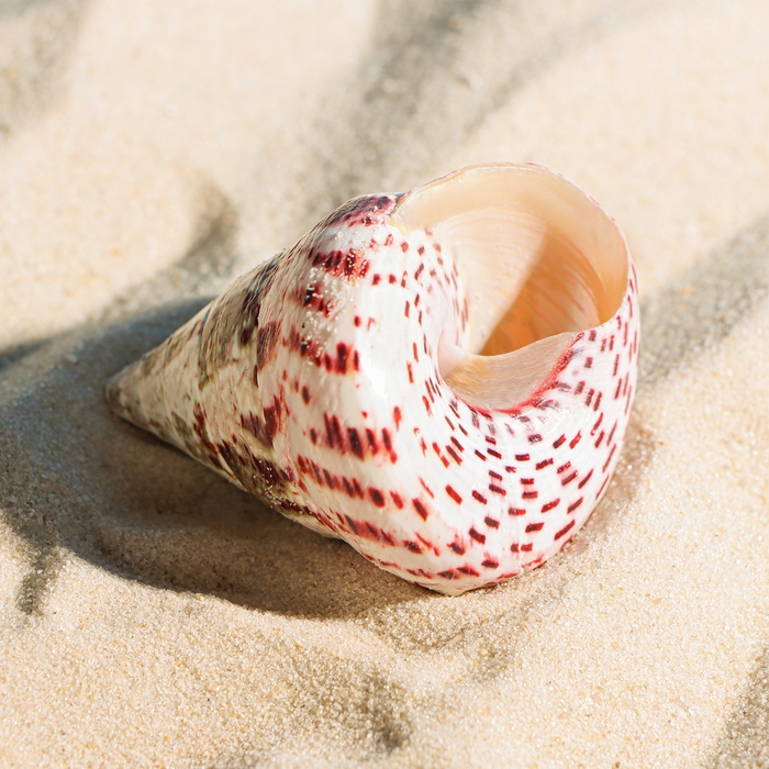 Ракушка декоративная полированная, 3-5 см Ракушка декоративная полированная, 3-5 см