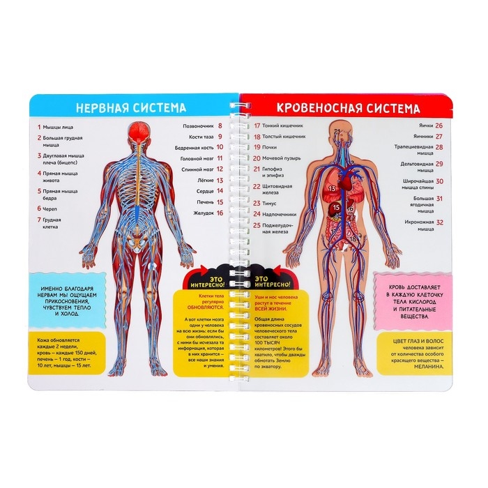 Книга с прозрачными страницами «Моё тело», 32 стр. Книга с прозрачными страницами «Моё тело», 32 стр.