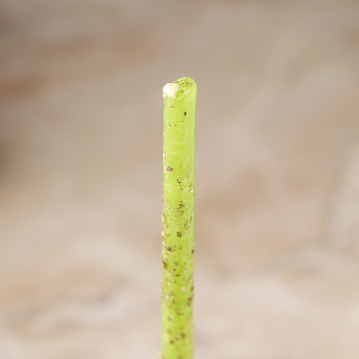 Свеча магическая восковая  Свеча магическая восковая "Увеличение финансов", с мятой, 16х0,6 см, зеленый