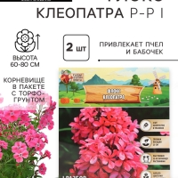 Флокс «Клеопатра» корневище в пакете с торфогрунтом, р-р I, 2 шт.