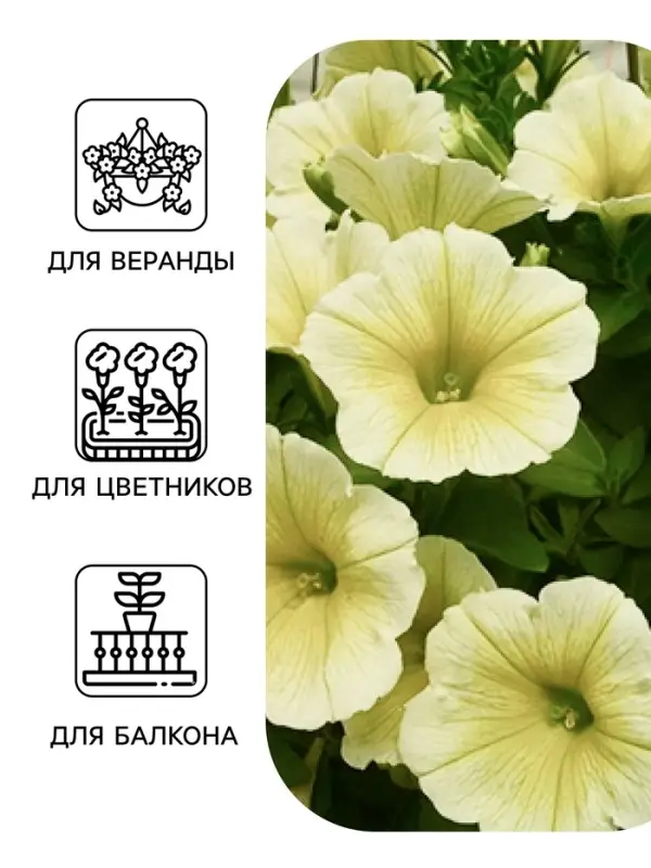 Семена цветов Петуния &laquo;Береника&raquo; F1, многоцветковая, гранулы, пробирка, 7 шт.