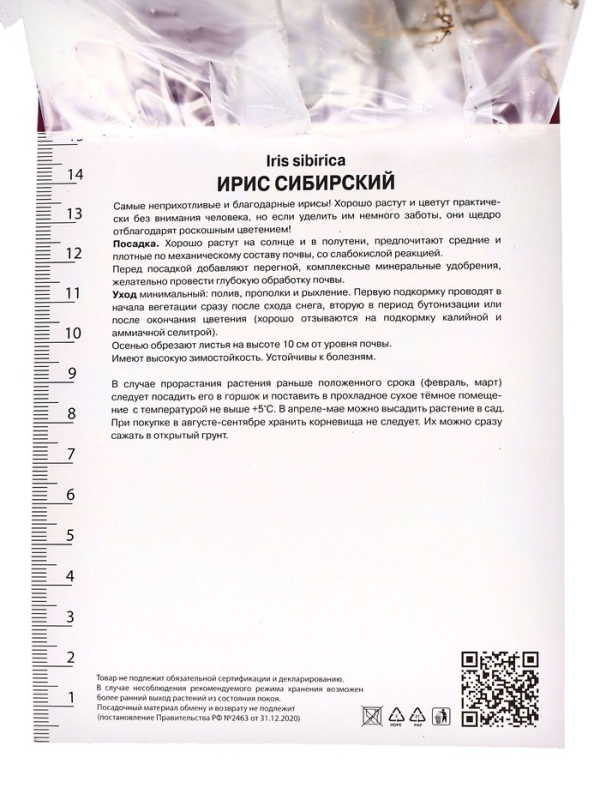 Ирис сибирский Шугар Раш, р-р I, 1 шт, Весна 2025 Ирис сибирский Шугар Раш, р-р I, 1 шт, Весна 2025
