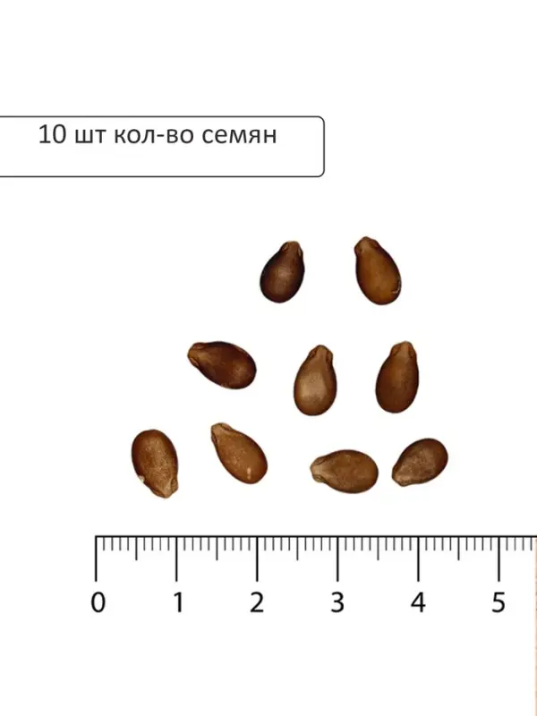 Семена Арбуз &laquo;Сибирская Роза&raquo;, 10 шт., &laquo;Уральский дачник&raquo;