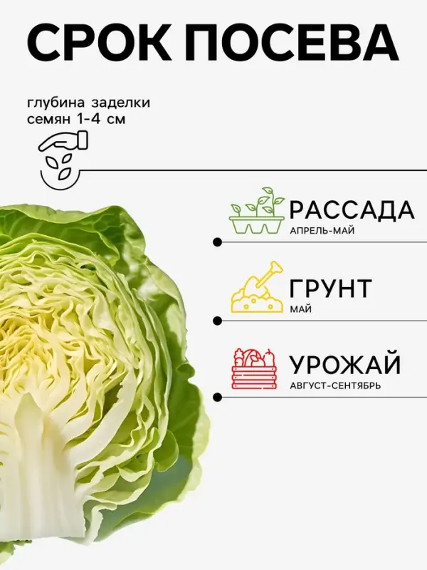 Семена Капуста &laquo;Вертю 1340&raquo;, 0.3 г, &laquo;Агросс&raquo;