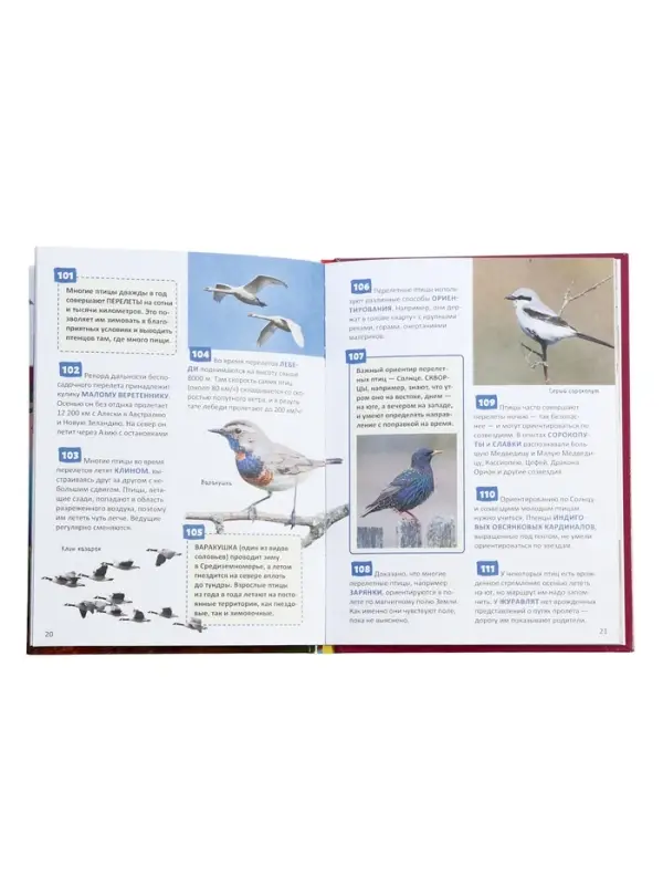 Энциклопедия российского школьника &laquo;Птицы&raquo;