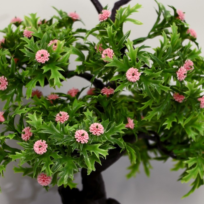 Бонсай Бонсай "Азорелла" 12х28 см, микс