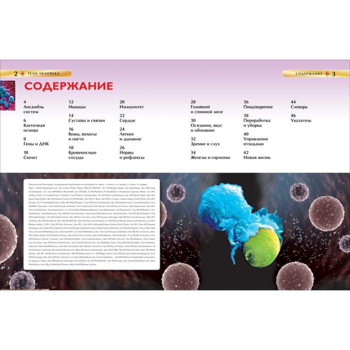 Детская энциклопедия «Тело человека» Детская энциклопедия «Тело человека»
