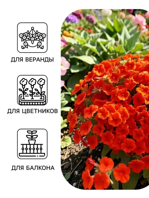Семена цветов Петуния &laquo;Джоконда мини&raquo;, F1, алая, 5 шт., Farao, &laquo;АЭЛИТА&raquo;