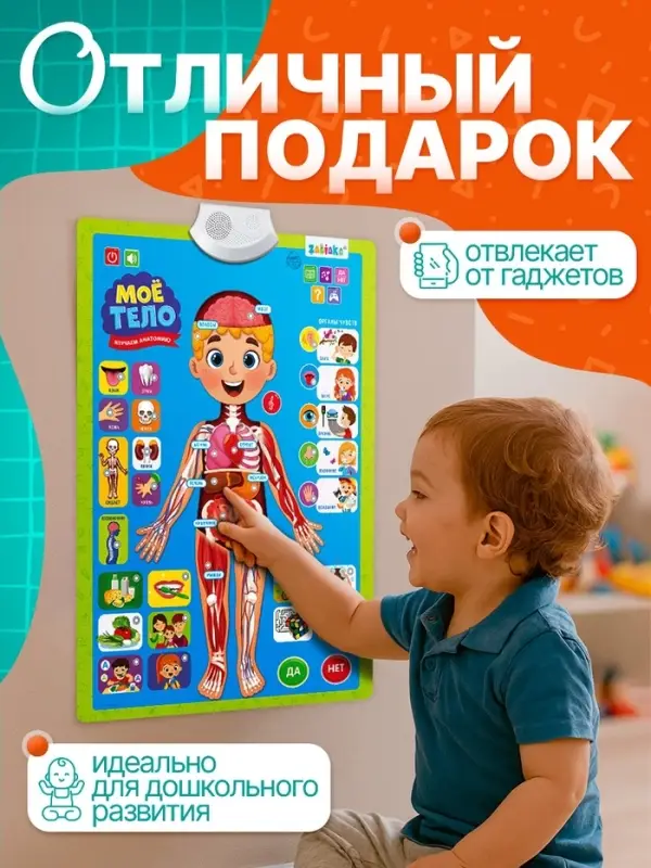 Обучающий плакат &laquo;Изучаем анатомию: Моё тело&raquo;