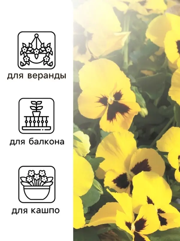 Семена Виола "Майя Виттрока", ц/п,  0,05 г