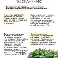 Хоста «Роберт Фрост», корневище в пакете с торфогрунтом, р-р I, 1 шт.