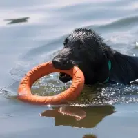 Кольцо &laquo;ДогЛайк&raquo; d=2611, 8-мигранное, большое, d=30.5 см, оранжевое