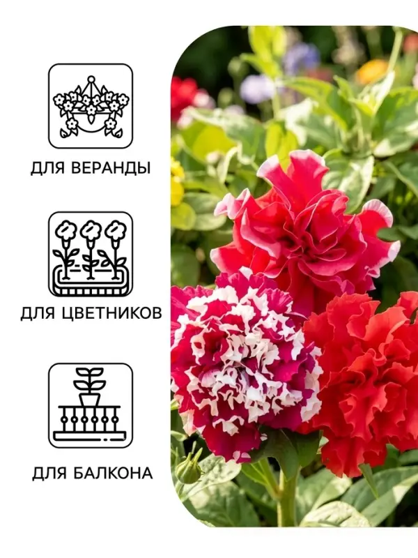 Семена цветов Петуния махровая &laquo;Пируэтт Микс&raquo; 10 шт.