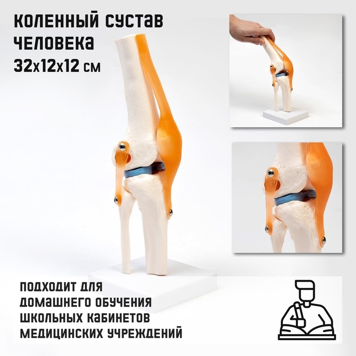 Макет  Макет "Коленный сустав", 32*12*12см