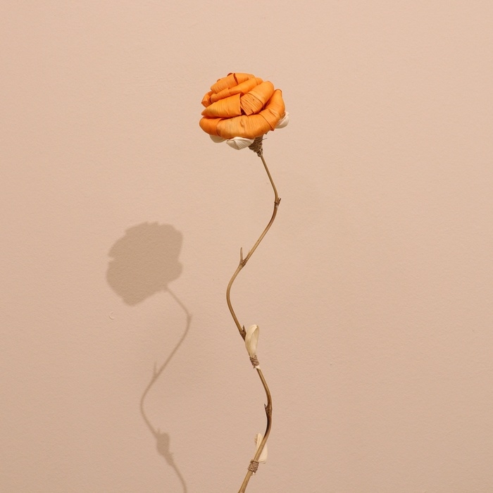 Сухоцвет на бамбуковом стебле 150 см оранжевый Сухоцвет на бамбуковом стебле 150 см оранжевый