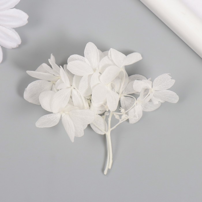 Сухоцвет Сухоцвет "Гортензия" белый h=6-6,5 см