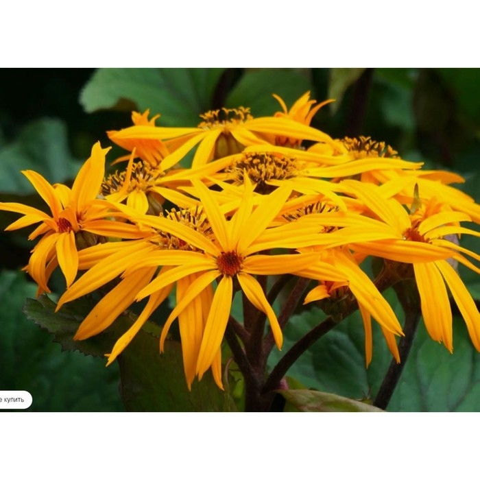 Бузульник зубчатый Твилайт, горшок С3, 1 шт, Лето 2024 Бузульник зубчатый Твилайт, горшок С3, 1 шт, Лето 2024