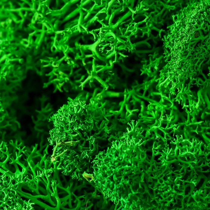 Кашпо бетонное  Кашпо бетонное "Пятиугольник" высота 8 см белое со мхом (мох зеленый стабилизированный)