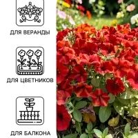 Семена цветов Петуния мультифлора &laquo;Май Джой Еллоу Бронз Ред&raquo;, 5 шт., &laquo;Поиск&raquo;