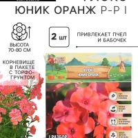 Флокс «Юник Оранж» корневище в пакете с торфогрунтом, р-р I, 2 шт.