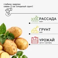 Семена Картофель &laquo;Импала&raquo;, 25 шт., &laquo;Дом семян&raquo;