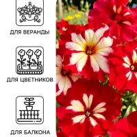 Семена цветов Петуния &laquo;Арлекин Роза&raquo; F1, крупноцветковая, драже, С. Farao, 5 шт.