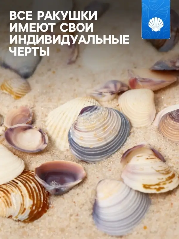 Набор ракушек Rose petal tellin, 100 г