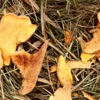 Сено луговое «Зверьё Моё», отборное, ароматное, зеленое, без пыли, тыква, 500 г Сено луговое «Зверьё Моё», отборное, ароматное, зеленое, без пыли, тыква, 500 г