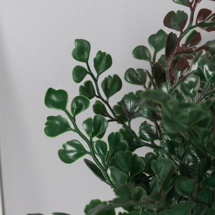 Бонсай в горшке Бонсай в горшке "Триангулярис фикус" 23х9 см, микс