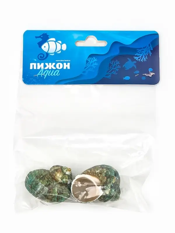 Набор ракушек декоративных, длина 4-5 см. ширина 2 см, 2 шт