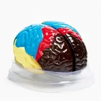 Анатомическая модель &laquo;Макет мозга человека&raquo;, 16&times;15 см