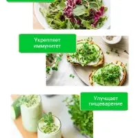 Семена Кресс-салат "Весенний", 1 г