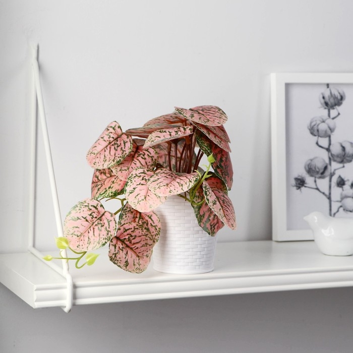 Бонсай в горшке Бонсай в горшке "Сингониум пинк" 9х17 см