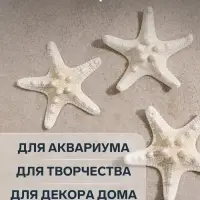 Набор из 3 морских звезд, размер каждой 5-10 см, белые