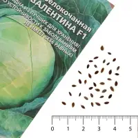 Семена Капуста белокочанная &laquo;Валентина&raquo;, F1, 0.1 г, позднеспелая, &laquo;Уральский дачник&raquo;