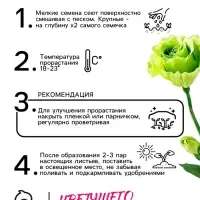 Семена цветов Лизиантус F1 &laquo;Эйбиси&raquo;, зеленая, 5 шт., &laquo;Дом семян&raquo;