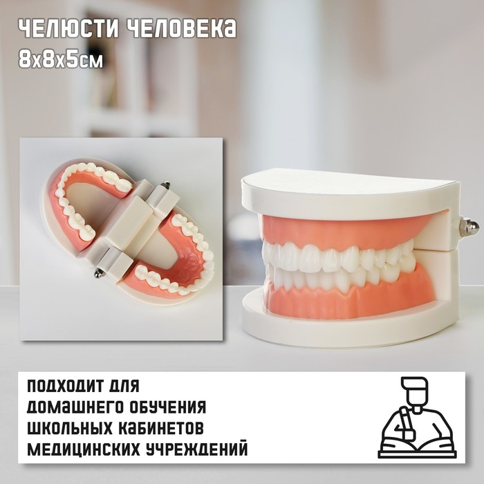 Макет  Макет "Челюсти человека" 8*8*5см