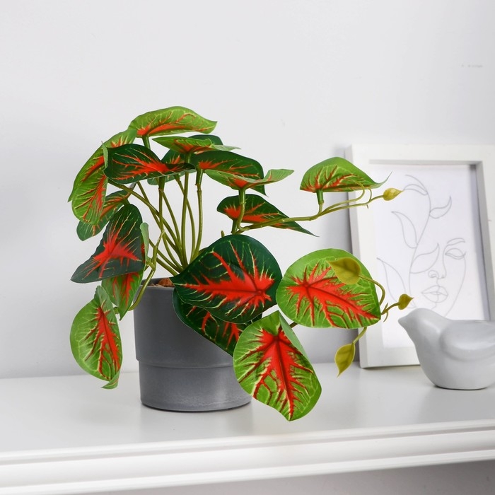 Бонсай в горшке Бонсай в горшке "Каладиум колор галант" 7,5х16 см