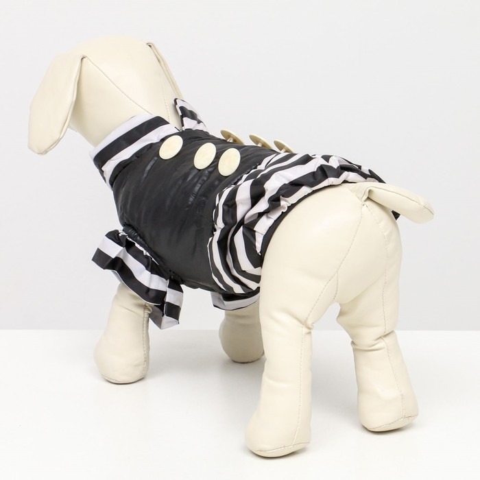 Курточка для собак с воланами, размер 2 (ДС 23,ОШ 26, ОГ 33 см), чёрная Курточка для собак с воланами, размер 2 (ДС 23,ОШ 26, ОГ 33 см), чёрная