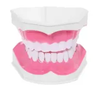 Набор для опытов &laquo;Анатомия&raquo;, челюсть человека