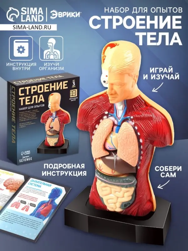 Научный опыт &laquo;Строение тела&raquo;
