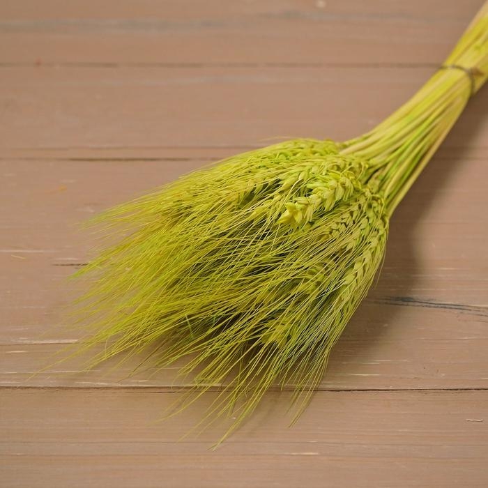 Сухой колос пшеницы, набор 50 шт., цвет жёлтый Сухой колос пшеницы, набор 50 шт., цвет жёлтый