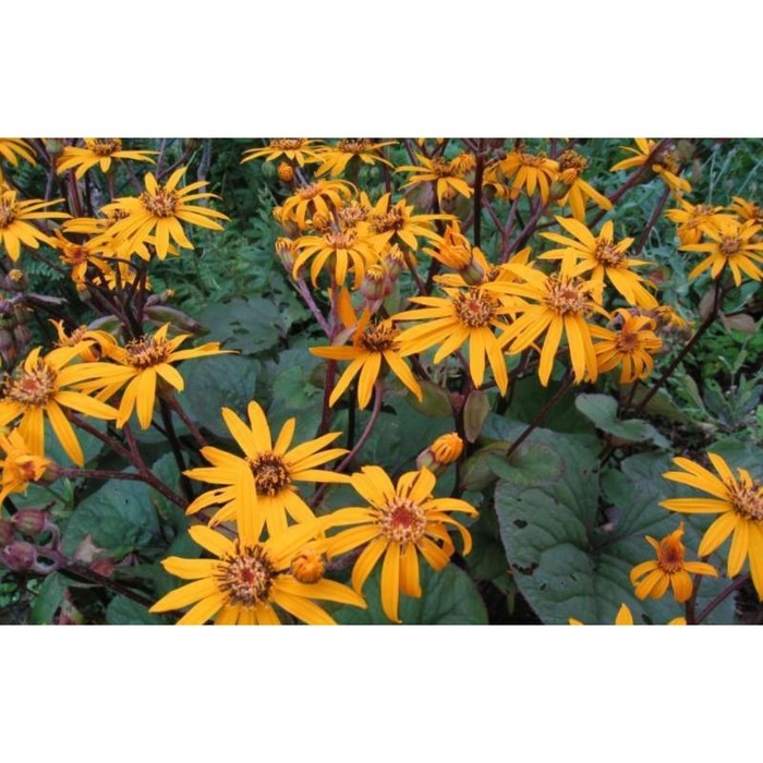 Бузульник зубчатый Дездемона, С3 горшок, Н10-50 высота, 1 шт, Осень 2024 Бузульник зубчатый Дездемона, С3 горшок, Н10-50 высота, 1 шт, Осень 2024