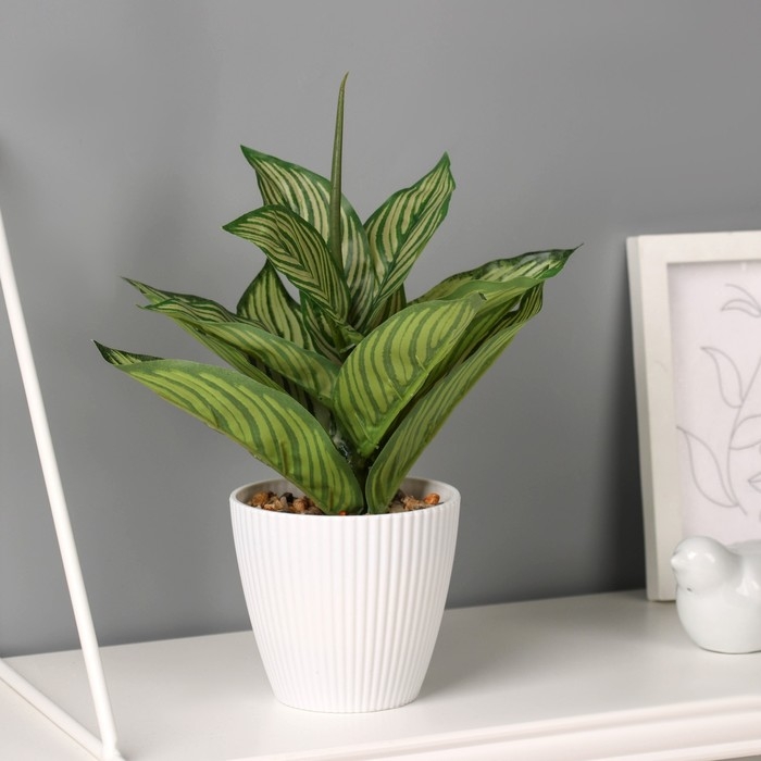 Бонсай в горшке "Аглаонема" 22х9,5 см, микс