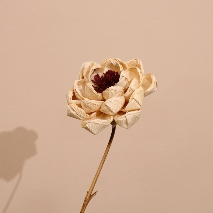 Сухоцвет на бамбуковом стебле 150 см белый Сухоцвет на бамбуковом стебле 150 см белый